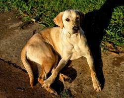 Found/Stray Female Dog last seen Hillcrest Elementary, Oklahoma City, OK 73159