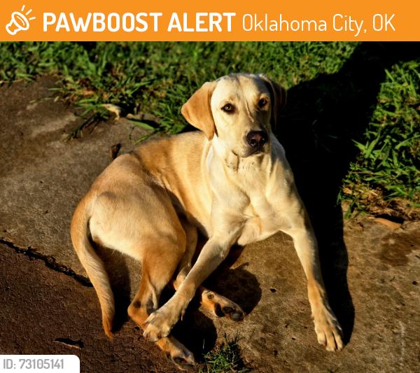 Found/Stray Female Dog last seen Hillcrest Elementary, Oklahoma City, OK 73159