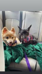 Lost Female Dog last seen Denver city, Fort Worth, TX 76179