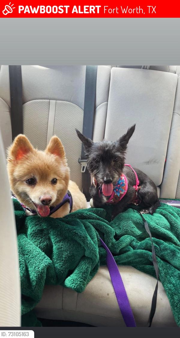 Lost Female Dog last seen Denver city, Fort Worth, TX 76179