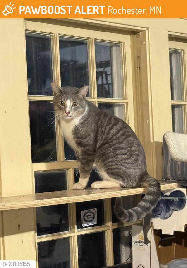Found/Stray Male Cat last seen 7th Street SW, Rochester, MN 55902
