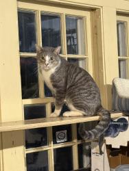 Found/Stray Male Cat last seen 7th Street SW, Rochester, MN 55902