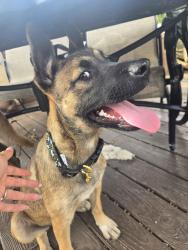 Lost Female Dog last seen Riptide Drive, Houston, TX 77072
