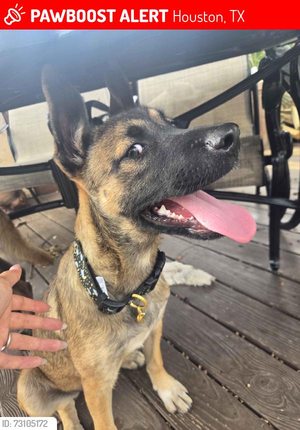 Lost Female Dog last seen Riptide Drive, Houston, TX 77072