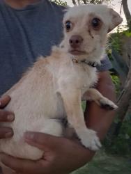 Found/Stray Unknown Dog last seen Ave Q and division, Palmdale, CA 93550