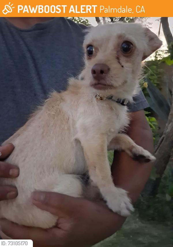 Found/Stray Unknown Dog last seen Ave Q and division, Palmdale, CA 93550