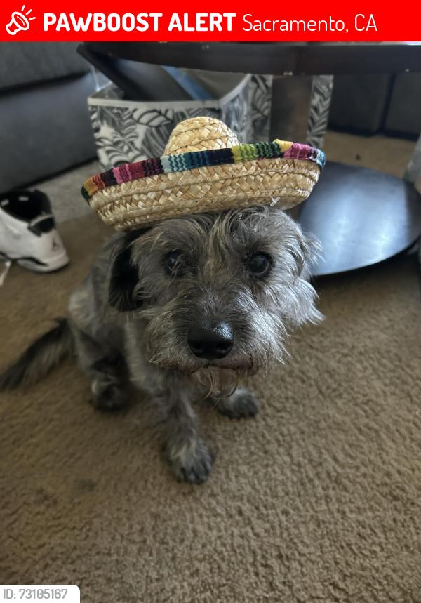 Lost Male Dog last seen Del Paso heights area, Sacramento, CA 95815