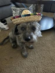 Lost Male Dog last seen Del Paso heights area, Sacramento, CA 95815