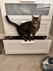 Lost Male Cat last seen Alta & 215 or Pavilion Center, Las Vegas, NV 89144