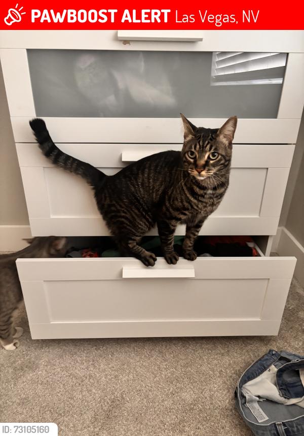Lost Male Cat last seen Alta & 215 or Pavilion Center, Las Vegas, NV 89144