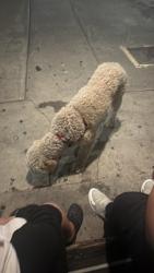 Found/Stray Female Dog last seen Slauson and Camelita, Huntington Park, CA 90255