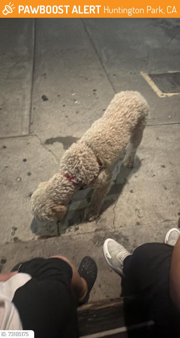 Found/Stray Female Dog last seen Slauson and Camelita, Huntington Park, CA 90255