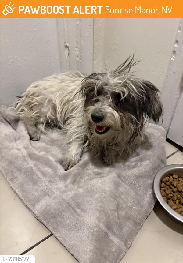 Found/Stray Female Dog last seen Lakemead and Hollywood, Sunrise Manor, NV 89156