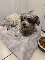 Found/Stray Female Dog last seen Lakemead and Hollywood, Sunrise Manor, NV 89156