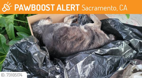 Found/Stray Female Dog last seen btw Deer Creek & Deer Meadow, Sacramento, CA 95823
