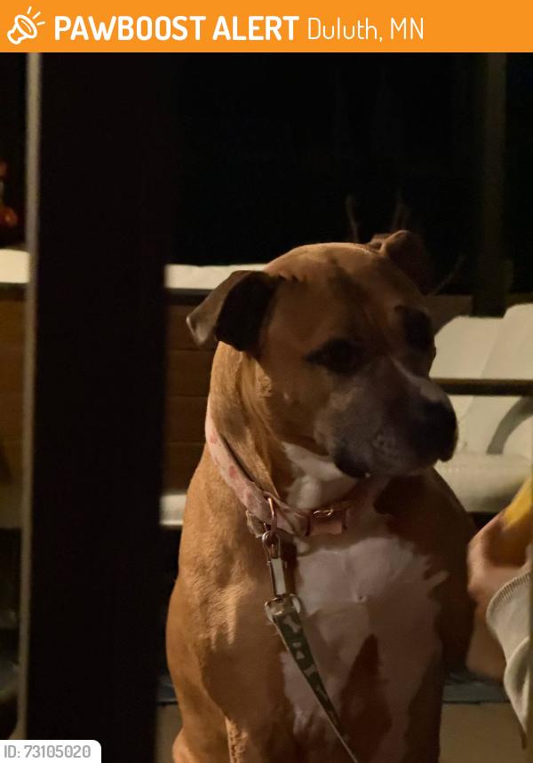 Found/Stray Female Dog last seen 54th and Wyoming St, Duluth, MN 55804