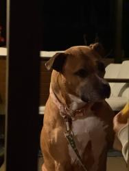 Found/Stray Female Dog last seen 54th and Wyoming St, Duluth, MN 55804