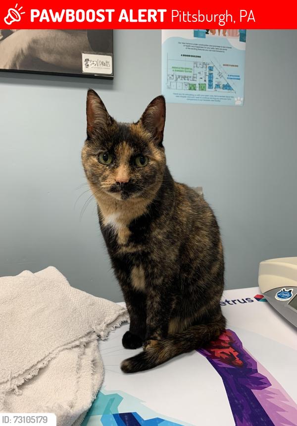 Lost Female Cat last seen Near n Jackson Ave, Pittsburgh, PA 15202