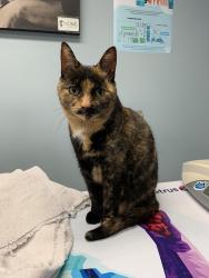 Lost Female Cat last seen Near n Jackson Ave, Pittsburgh, PA 15202