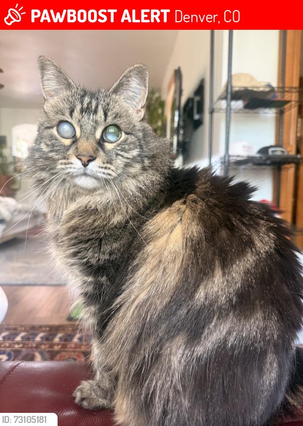 Lost Female Cat last seen 13th and Elizabeth, Denver, CO 80206