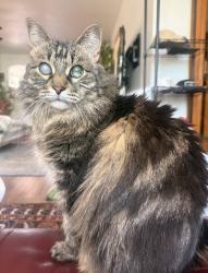 Lost Female Cat last seen 13th and Elizabeth, Denver, CO 80206