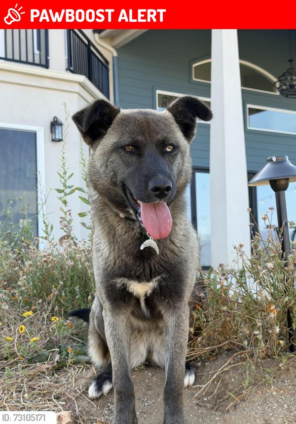 Lost Female Dog last seen McNally, San Diego County, CA 92082