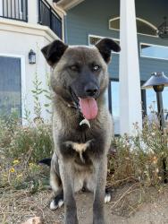 Lost Female Dog last seen McNally, San Diego County, CA 92082