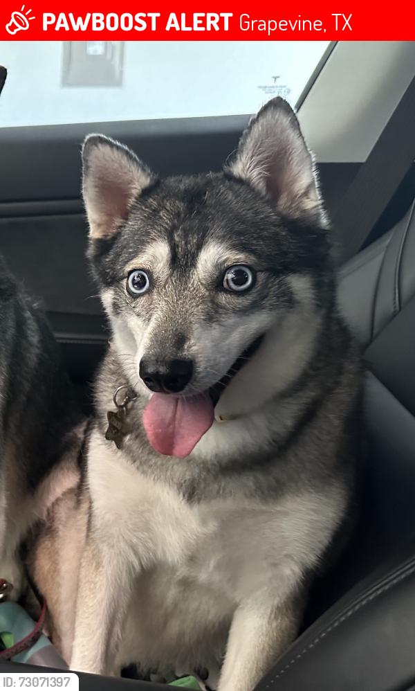 Lost Female Dog last seen Texas Trail, Grapevine, TX 76051
