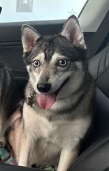 Lost Female Dog last seen Texas Trail, Grapevine, TX 76051