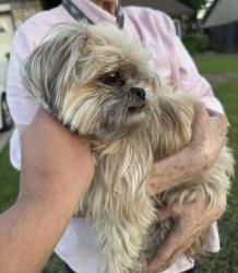 Found/Stray Female Dog last seen Creekside Big Creek ONTARIO CA, Ontario, CA 91761