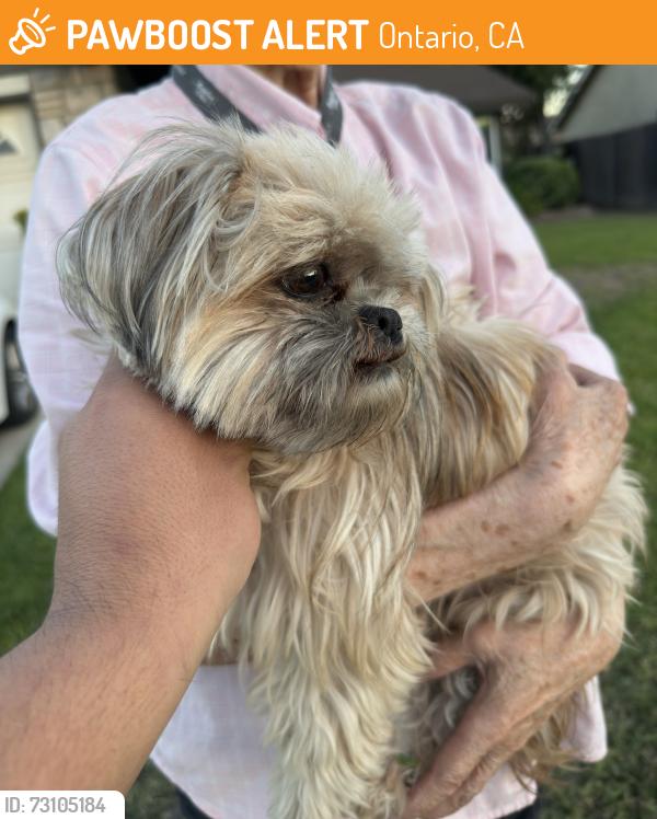 Found/Stray Female Dog last seen Creekside Big Creek ONTARIO CA, Ontario, CA 91761