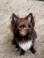 Lost Male Dog last seen Downtown coppers cove, Copperas Cove, TX 76522