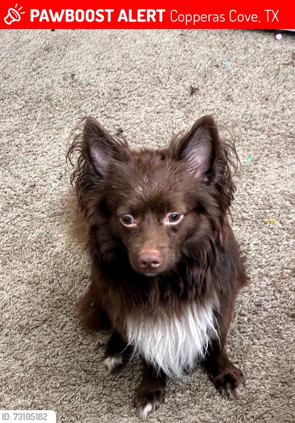 Lost Male Dog last seen Downtown coppers cove, Copperas Cove, TX 76522