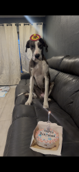 Lost Female Dog last seen W hopi st 85326, Buckeye, AZ 85326
