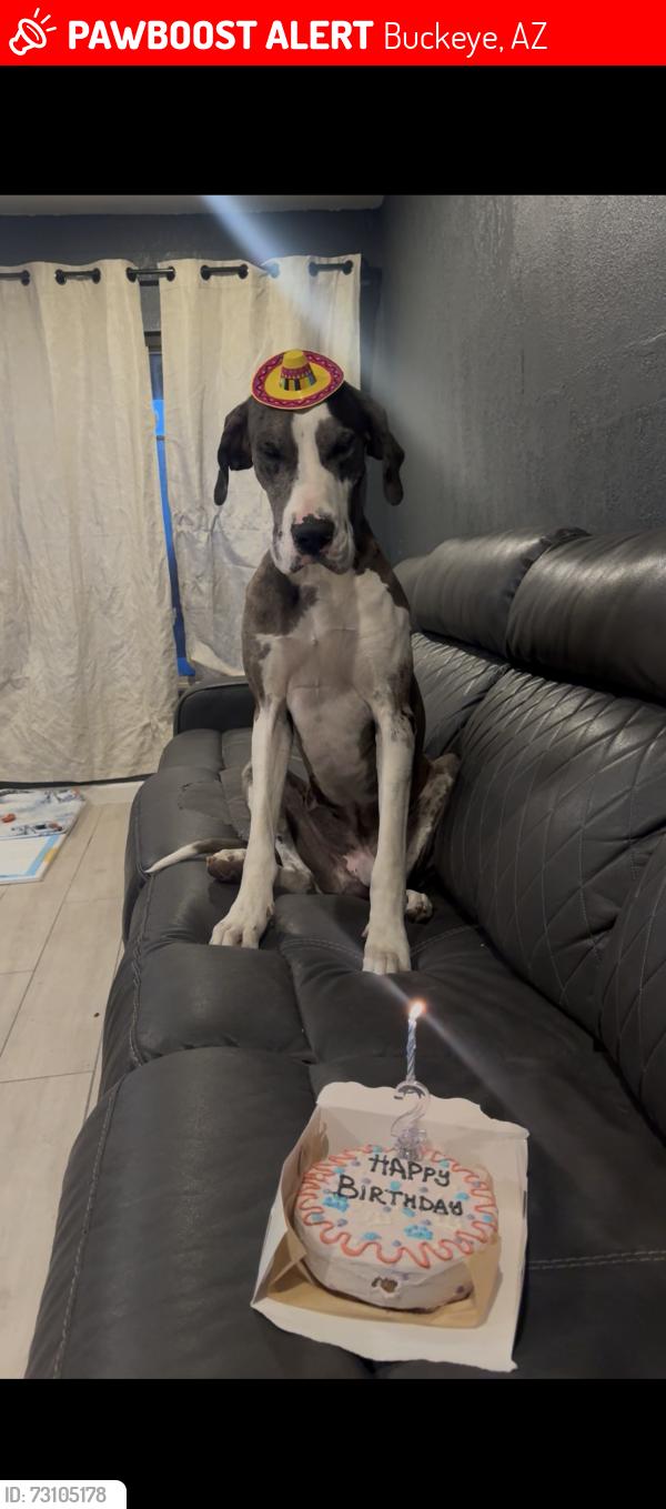 Lost Female Dog last seen W hopi st 85326, Buckeye, AZ 85326