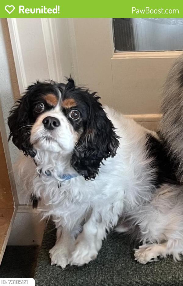 Reunited Male Dog last seen Near Round Tree Ct, Orlando, FL 32819, USA, Orlando, FL 32819