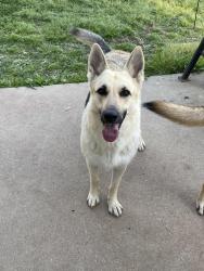 Reunited Female Dog last seen Greens Prairie, College Station, TX 77845