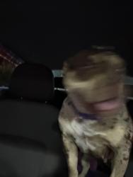 Reunited Female Dog last seen north euclid ave, Sarasota, FL 34234