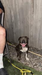 Found/Stray Male Dog last seen River St and Lakeshore by Eastbound, Winter Gardens, CA 92020