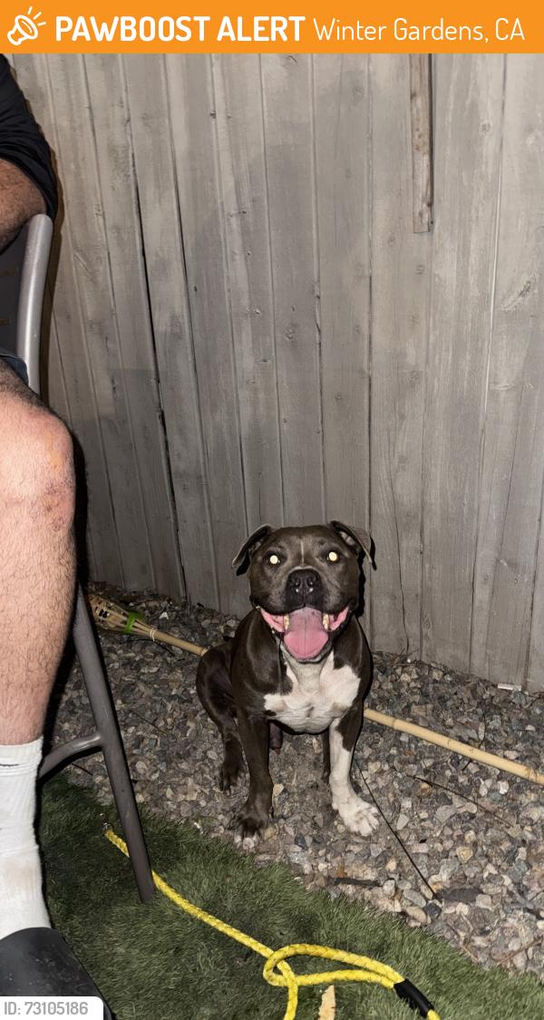 Found/Stray Male Dog last seen River St and Lakeshore by Eastbound, Winter Gardens, CA 92020