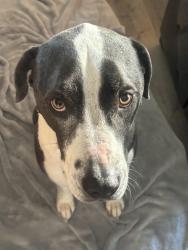 Lost Male Dog last seen Near ocotillo dr, Fontana, CA 92337