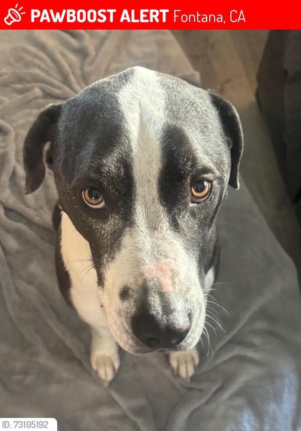 Lost Male Dog last seen Near ocotillo dr, Fontana, CA 92337