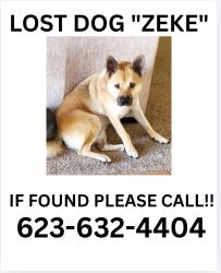 Lost Male Dog last seen Chandler Heights & Rainbow Valley Rd, Buckeye, AZ 85326