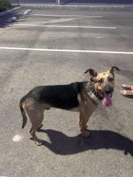 Found/Stray Male Dog last seen Mooney blvd, Visalia, CA 93277