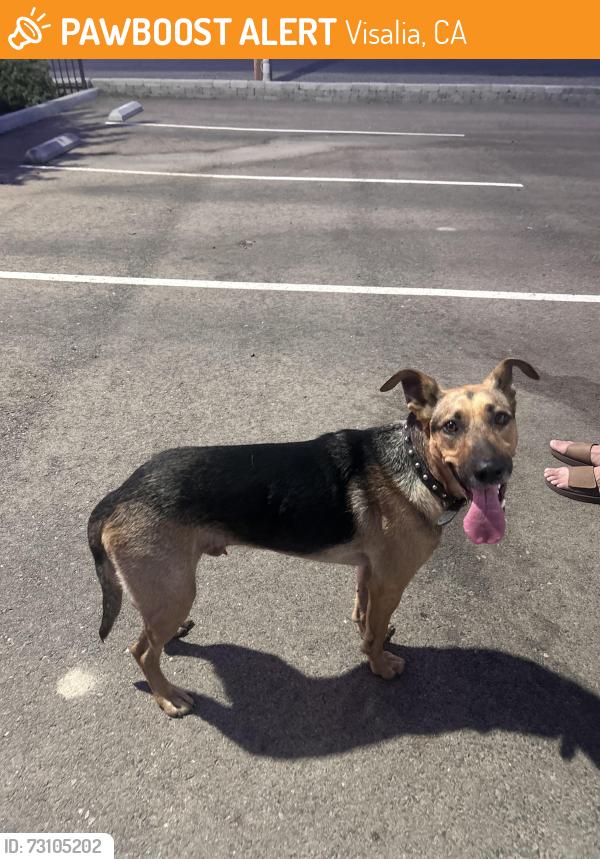 Found/Stray Male Dog last seen Mooney blvd, Visalia, CA 93277