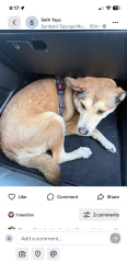Reunited Unknown Dog last seen Haywood st. & Pali Ave, Los Angeles, CA 91042