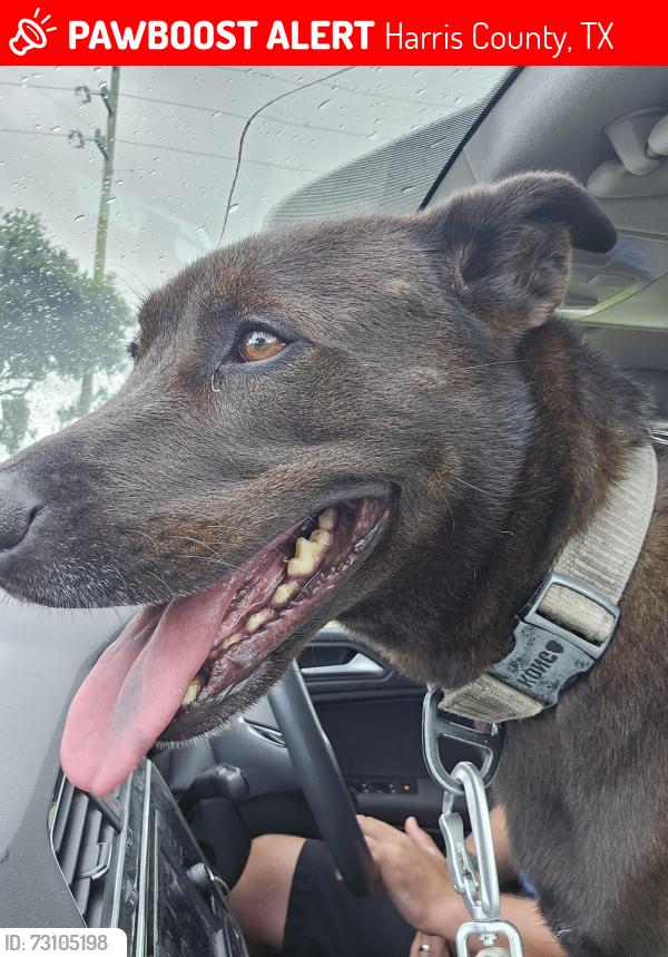 Lost Male Dog last seen Stockdick and Katy Hockley, Harris County, TX 77449
