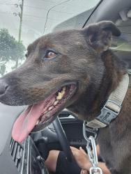 Lost Male Dog last seen Stockdick and Katy Hockley, Harris County, TX 77449