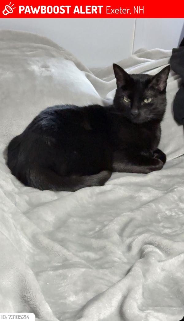 Lost Male Cat last seen Michael ave, Exeter, NH 03833