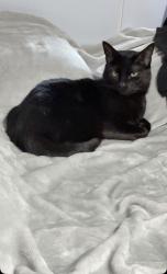 Lost Male Cat last seen Michael ave, Exeter, NH 03833